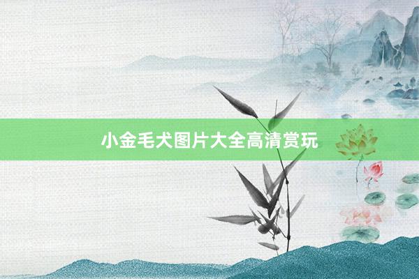 小金毛犬图片大全高清赏玩